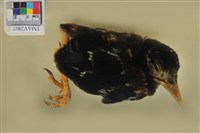 藏品(臺灣藍鵲)的圖片